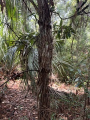 Persea borbonia