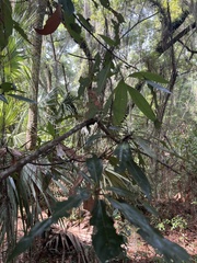 Persea borbonia