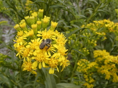 Callandrena