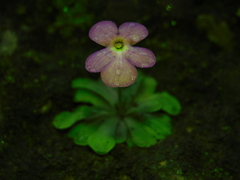 Pinguicula cyclosecta