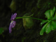Pinguicula cyclosecta