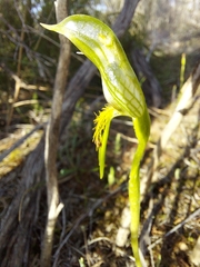 Pterostylis plumosa