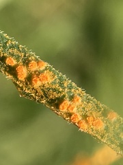 Coleosporium solidaginis
