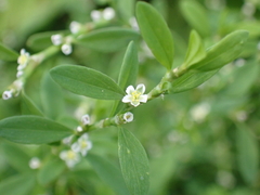 Polygonum aviculare aviculare