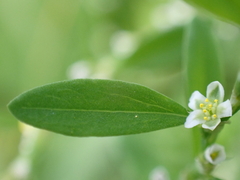 Polygonum aviculare aviculare