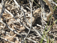 Liolaemus wiegmannii