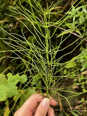 Equisetum arvense
