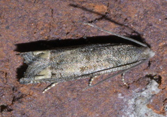 Epiblema strenuana