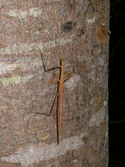 Sipyloidea larryi