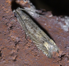Epiblema strenuana