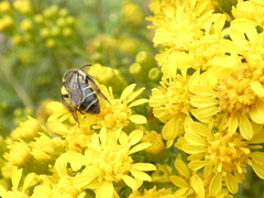 Callandrena