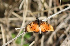 Acraea natalica