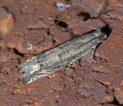Epiblema strenuana