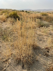 Agropyron cristatum