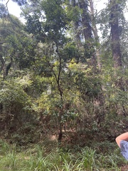 Persea borbonia