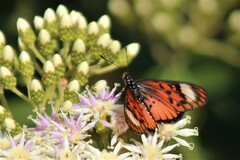 Acraea petraea