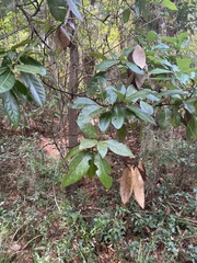Persea borbonia