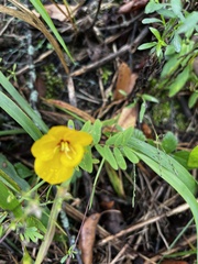 Chamaecrista fasciculata