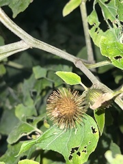 Arctium