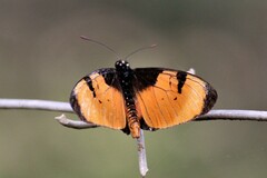 Acraea anemosa