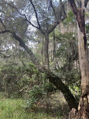 Quercus hemisphaerica