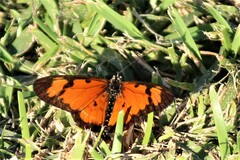 Acraea serena
