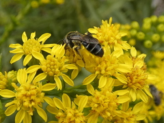 Callandrena
