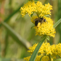 Melissodes druriellus