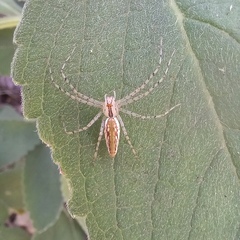 Peucetia rubrolineata