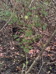 Acer ginnala