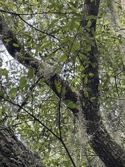 Quercus hemisphaerica