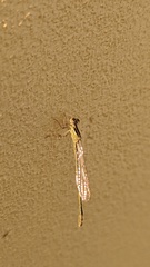 Ischnura fluviatilis