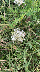 Stevia serrata