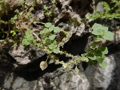 Parietaria