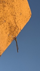 Ischnura fluviatilis