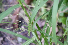 Panicum dichotomiflorum