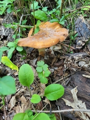 Polyporus radicatus