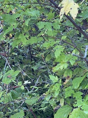 Acer ginnala