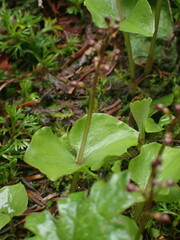 Neottia cordata