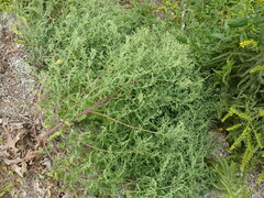 Chenopodium berlandieri