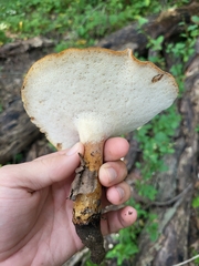 Polyporus radicatus
