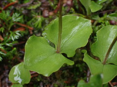 Neottia cordata