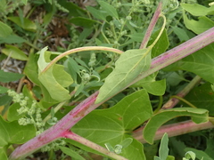Chenopodium berlandieri
