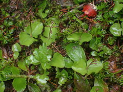 Neottia cordata