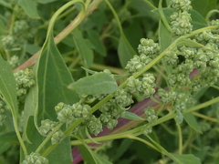 Chenopodium berlandieri