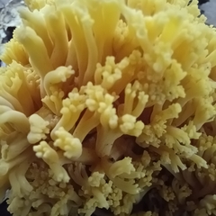 Ramaria