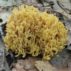 Ramaria