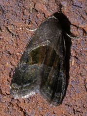 Tripudia rectangula