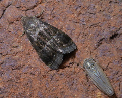 Tripudia rectangula