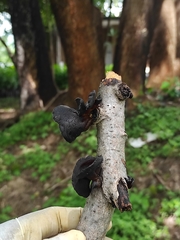 Auricularia fuscosuccinea